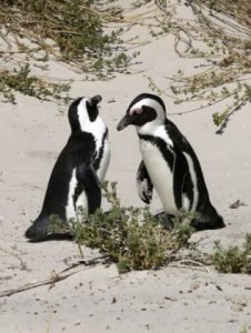 Jackass Penguins at Boulder beach 226x300 South Africa Travel   South African vacations   Some of the best Cape Scenic Routes 