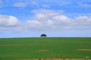 On the Garden Route 300x200 South African Vacation – South Africa Cape Guide – travel along the garden route