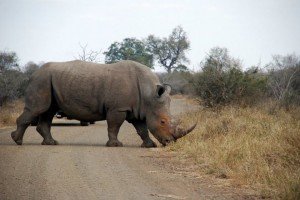 Rhino Rhino 300x200 South Africa – South African Tourism Kruger National Park