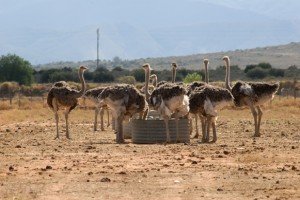 ostrich farm ostrich farm Oudtshoorn district Photo Rodger Bosch 300x200 South African Vacation – Touring South Africa – Oudtshoorn