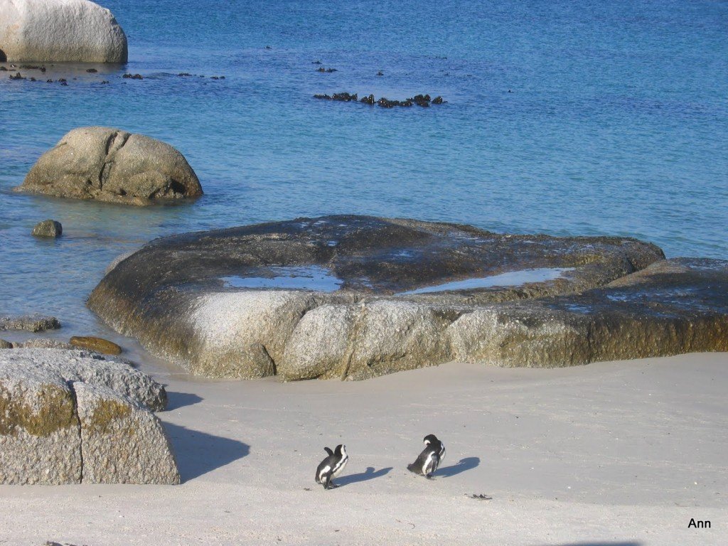 Boulders beach 1024x768 Touring South Africa – South African Towns – Simon’s Town